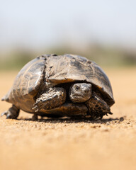 Obraz premium Cute turtle or testudines walking on the ground close-up portrait, blurry background