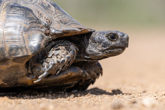 Cute turtle or testudines walking on the ground close-up portrait, blurry background