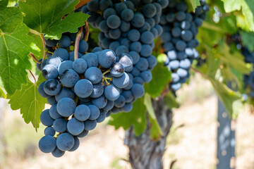 Large bunche of red wine grapes in summer vineyard.