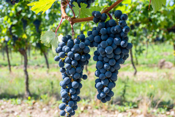 Large bunche of red wine grapes in summer vineyard.