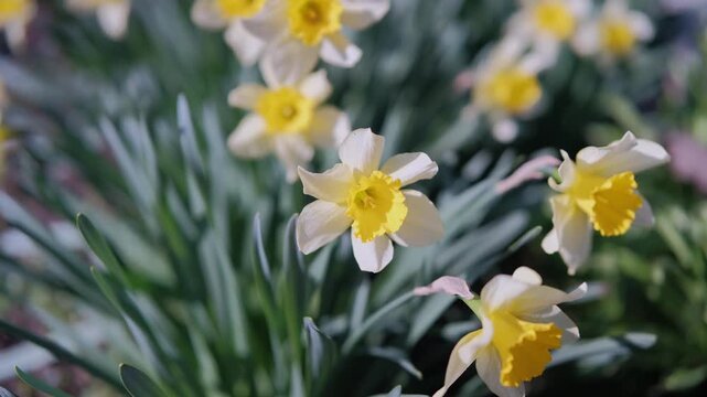 Yellow Daffodil Row By Roadside, TrumpetShaped Blooms Catching Warm Light, Long Stems Swaying In Breeze, Cheerful Spring Energy With Golden Petals And Grassy Backdrop, Ornamental