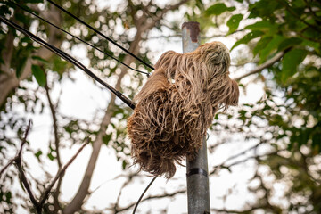 Naklejka premium Two-toed sloth hanging upside down on power lines attached to a utility pole in tropical forest, showing adaptation of wild animal to human infrastructure and coexistence of wildlife and civilization 