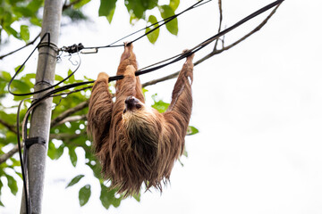Naklejka premium Two-toed sloth hanging upside down on power lines attached to a utility pole in tropical forest, showing adaptation of wild animal to human infrastructure and coexistence of wildlife and civilization 