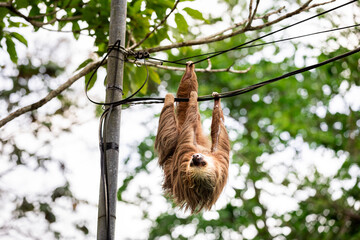 Naklejka premium Two-toed sloth hanging upside down on power lines attached to a utility pole in tropical forest, showing adaptation of wild animal to human infrastructure and coexistence of wildlife and civilization 