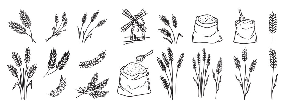 wheat and cereal plants, rye barley and ears of wheat in bag doodle hand drawn icon set. Outline drawing ears of wheat line clipart symbol collection