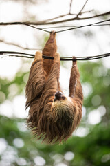 Obraz premium Two-toed sloth hanging upside down on power lines attached to a utility pole in tropical forest, showing adaptation of wild animal to human infrastructure and coexistence of wildlife and civilization 