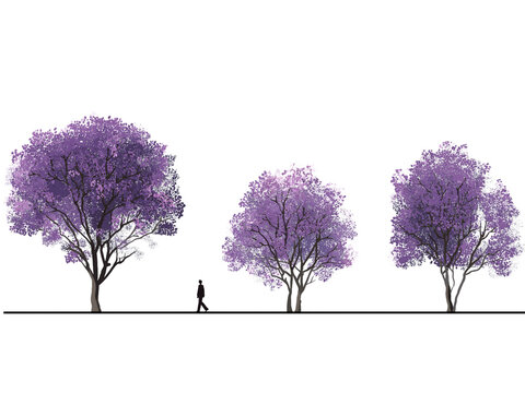 Three purple flowering trees with a person jacaranda isolated on a transparent background