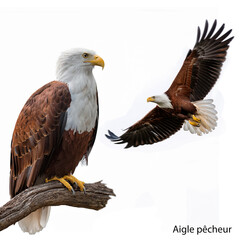 Fototapeta premium aigle pêcheur, oiseau, animal, faune, bec, aigle, prédateur, rapace, sauvage, chasse, aviaire, chasseur, carnivore, en vol, chouette
