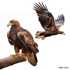 Obraz premium aigle royal, oiseau, animal, faune, bec, aigle, prédateur, rapace, sauvage, chasse, aviaire, chasseur, carnivore, en vol, chouette