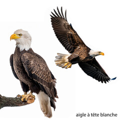 Obraz premium aigle à tête blanche, oiseau, animal, faune, bec, aigle, prédateur, rapace, sauvage, chasse, aviaire, chasseur, carnivore, en vol, chouette