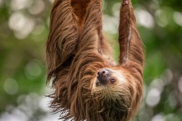 Obraz premium Two-toed sloth hanging upside down on power lines attached to a utility pole in tropical forest, showing adaptation of wild animal to human infrastructure and coexistence of wildlife and civilization 