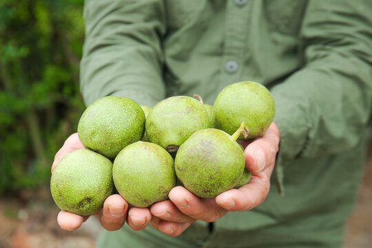 Fresh Green Walnuts in Hand - Raw Nuts from Xinjiang