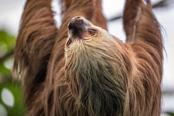 Obraz premium Two-toed sloth hanging upside down on power lines attached to a utility pole in tropical forest, showing adaptation of wild animal to human infrastructure and coexistence of wildlife and civilization 