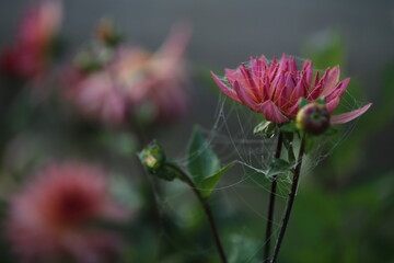 Dahlias and Cobwebs in Autumn