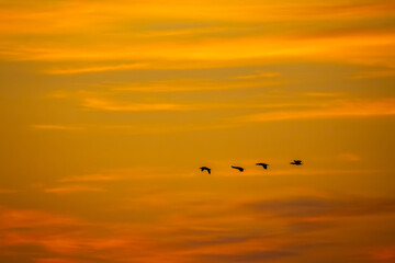 Obraz premium Morning Sky with Bird Formation