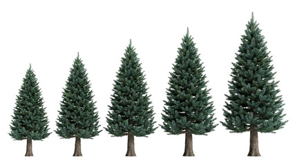 Five evergreen fir trees isolated on transparent background high quality png cutout