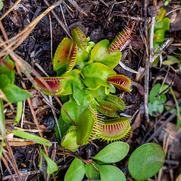 Venus Flytrap in Winter