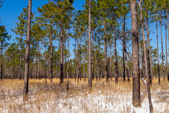 Snow in Longleaf Pine Savanna
