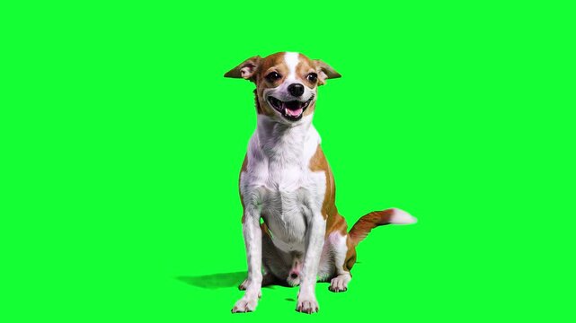Animated chihuahua sitting calmly and facing the camera, isolated on a solid green chroma key background. Suitable for pet advertising, social media content, and motion graphics compositing.
