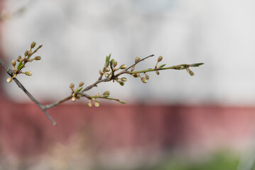 Obraz premium A close-up of a budding branch with small green buds. The background is softly blurred, showcasing a hint of red and green colors.