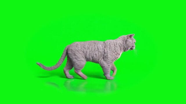 A plush grey British Shorthair cat performs a continuous walk cycle on a green screen backdrop. This high-quality 3D render is designed for seamless integration into commercial projects.