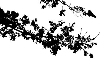 Natural oak branch silhouette with leaves isolated on transparent background