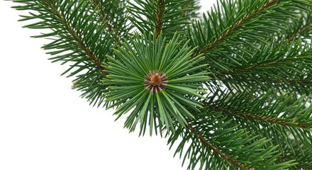 Obraz premium Vibrant green pine tree branch with lush needles on white background