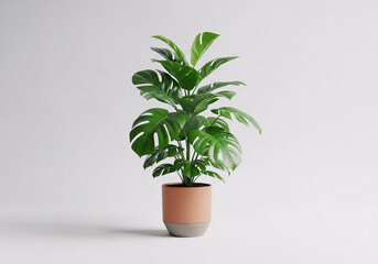 Plant in a pot stands on a plain background during daylight in a home or office setting 