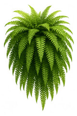 Lush Green Fern

