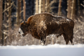 Mammals - European bison (Bison bonasus) in winter time, Knyszyn Forest (Poland)