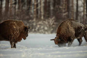 Mammals - European bison (Bison bonasus) in winter time, Knyszyn Forest (Poland)