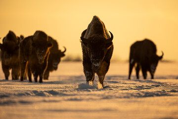 Mammals - European bison (Bison bonasus) in winter time, Knyszyn Forest (Poland)