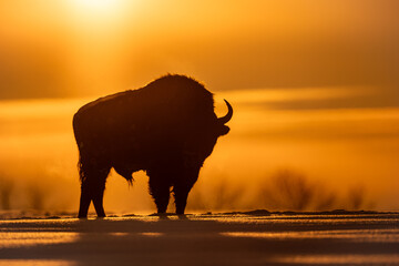 Mammals - European bison (Bison bonasus) in winter time, Knyszyn Forest (Poland)