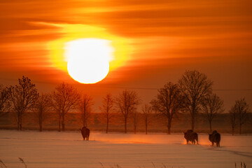 Mammals - European bison (Bison bonasus) in winter time, Knyszyn Forest (Poland)