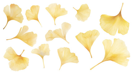 Naklejka premium Delicate golden ginkgo biloba leaves arranged as an elegant branch, isolated on black background, botanical illustration style, airy and minimalist.