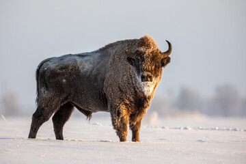Mammals - European bison (Bison bonasus) in winter time, Knyszyn Forest (Poland)