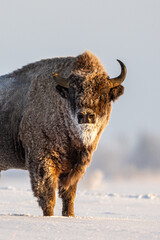 Mammals - European bison (Bison bonasus) in winter time, Knyszyn Forest (Poland)