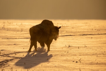 Mammals - European bison (Bison bonasus) in winter time, Knyszyn Forest (Poland)