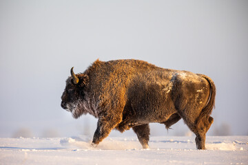Mammals - European bison (Bison bonasus) in winter time, Knyszyn Forest (Poland)