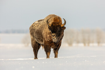 Mammals - European bison (Bison bonasus) in winter time, Knyszyn Forest (Poland)
