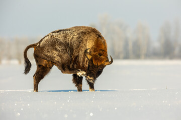 Mammals - European bison (Bison bonasus) in winter time, Knyszyn Forest (Poland)
