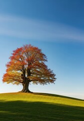 Obraz premium A solitary old deciduous tree stands majestically alone upon a gentle grassy hill under a vast expanse of clear blue sky on a calm, sunny day, grassland, environment, minimalism