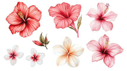 Set of red and pink hibiscus flowers with green leaves, watercolor botanical illustrations isolated on transparent background, tropical floral collection for design