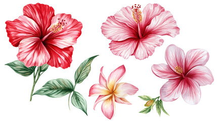 Fototapeta premium Set of red and pink hibiscus flowers with green leaves, watercolor botanical illustrations isolated on transparent background, tropical floral collection for design