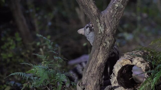 A wild Genet (Genetta genetta) search food an looking for prey, hunting, moves in a natural forest environment habitat, showing agility, balance, and natural behavior of a nocturnal predator.
