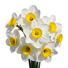 Fototapeta premium white daffodils with bright yellow core isolated on transparent or white background. PNG 
