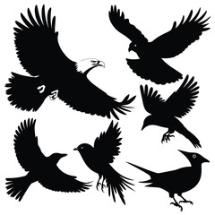 Obraz premium Diverse group of birds in flight and perched, showcasing various species and postures. isolated on white background, Vector, illustration