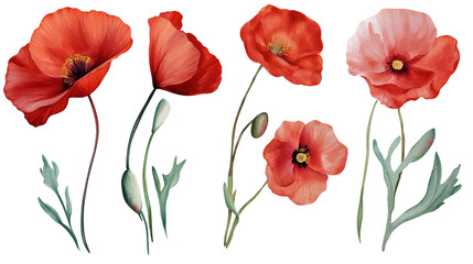 Fototapeta premium Watercolor-style red poppy flowers and buds on transparent background, delicate petals and green stems