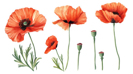 Obraz premium Watercolor-style red poppy flowers and buds on transparent background, delicate petals and green stems