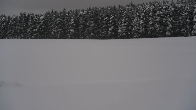 雪原と針葉樹の森